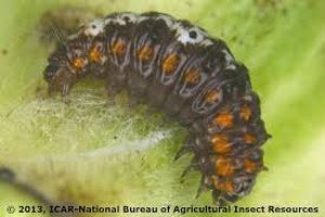 uploads/images/pest/cotton spotted bollworm.jpg